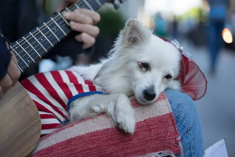 Are Singing Bowls Bad for Dogs